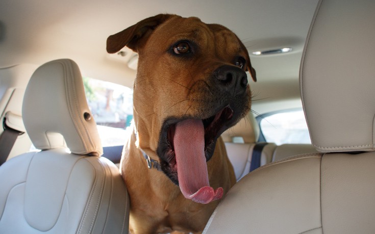 Στη Νεβάδα είναι πια παράνομο να αφήνεις τον σκύλο σου στο αμάξι