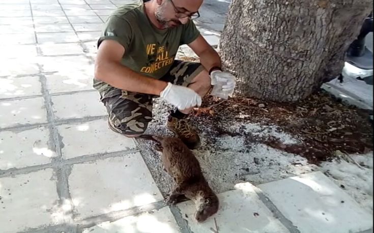 Πνιγμένη βρέθηκε βίδρα που κυοφορούσε στην Καστοριά