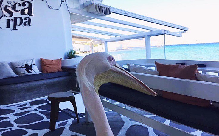 19961341_1488885644510297_8171829373565878163_n 19961341_1488885644510297_8171829373565878163_n