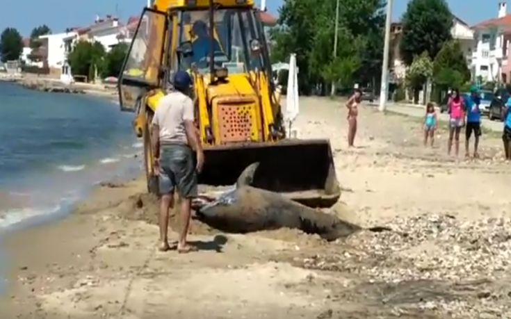 Νεκρό δελφίνι σε παραλία της Χαλκιδικής