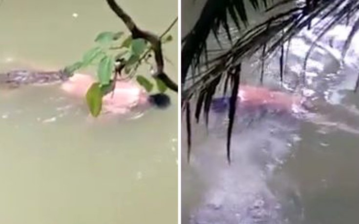 Κροκόδειλος «επιστρέφει» το πτώμα άνδρα σε ποταμό της Ινδονησίας