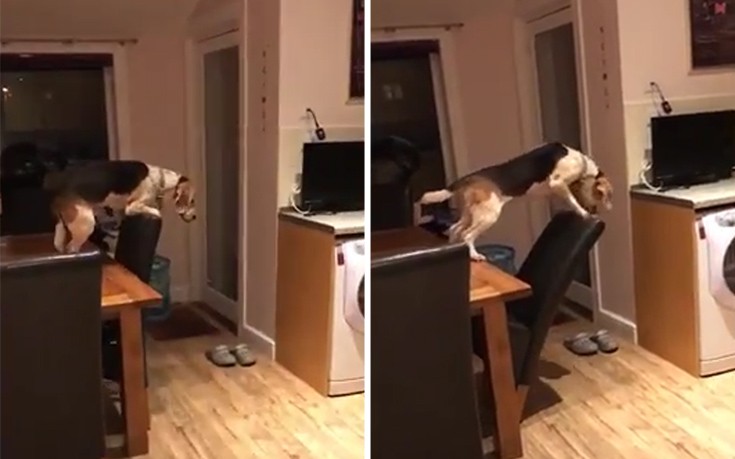 Τι μπορεί να κάνει ένας σκύλος για λίγες τηγανιτές πατάτες