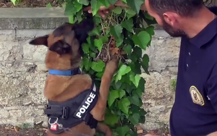Ο αστυνομικός σκύλος που εντόπισε ακόμη έναν διακινητή ναρκωτικών