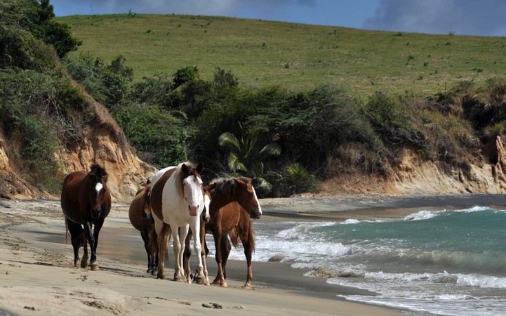 ΒΙΕΚΕΣ ΠΟΥΕΡΤΟ ΡΙΚΟ ΒΙΕΚΕΣ ΠΟΥΕΡΤΟ ΡΙΚΟ