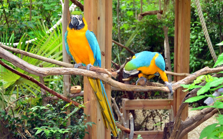 ΤΖΑΜΑΙΚΑ ΤΖΑΜΑΙΚΑ