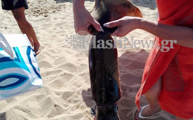 Θράψαλο &#8211; γίγας σε παραλία στα Χανιά
