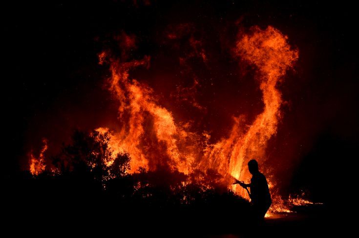 Νεκρά πολλά άγρια ζώα από τις πυρκαγιές