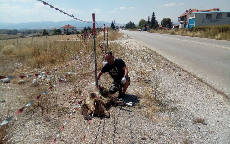 Νεκρή σε τροχαίο άλλη μία αρκούδα