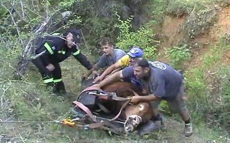 Ταύρος απεγκλωβίστηκε από χαράδρα στην Πτολεμαΐδα