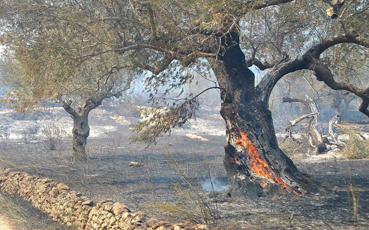 Δήμαρχος Ζακύνθου: Μεγάλη είναι η οικολογική καταστροφή στα βόρεια του νησιού