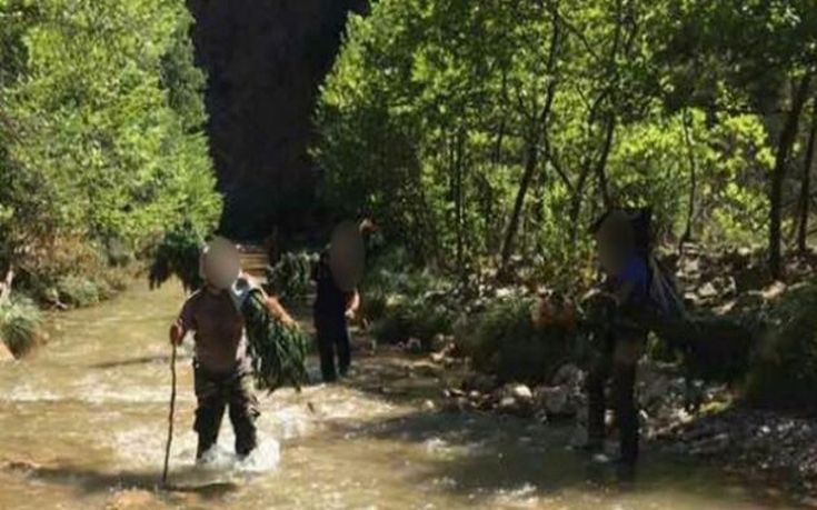 Εντοπίστηκε χασισοφυτεία στις όχθες του Σπερχειού