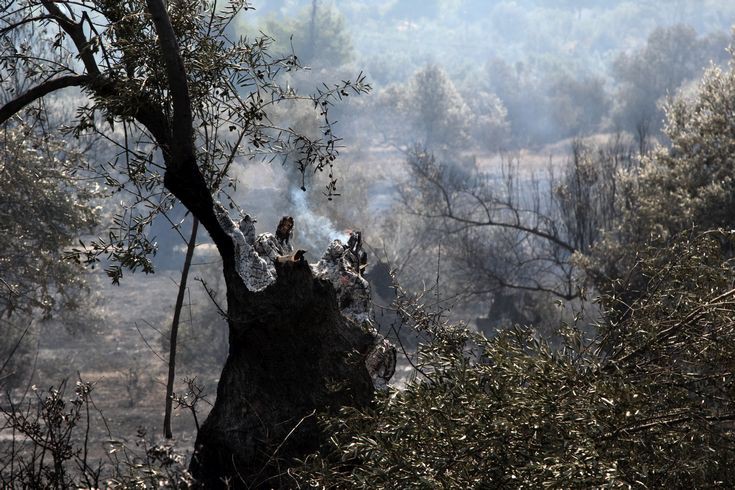 Η ανακοίνωση της Πυροσβεστικής για τη φωτιά στον Κάλαμο