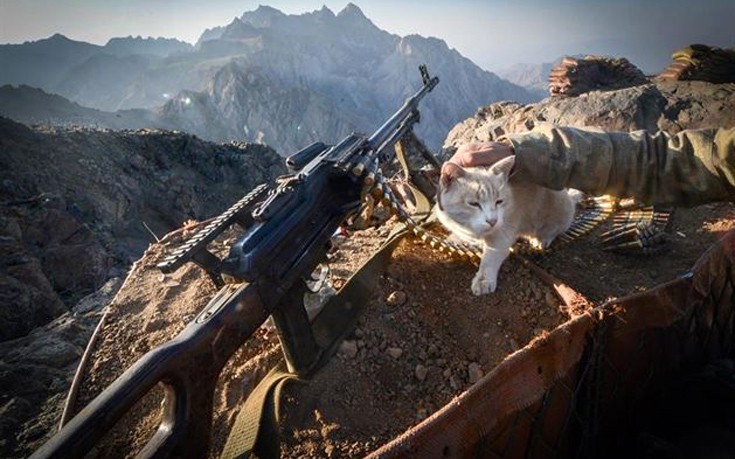 Οι γάτες των τουρκικών μονάδων στα βουνά των Κούρδων