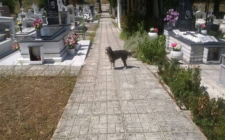 Σκύλος μένει στο νεκροταφείο περιμένοντας το αφεντικό του