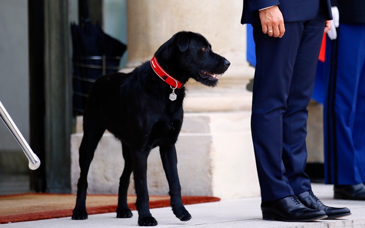 Ο Νέμο είναι ο πρώτος σκύλος της Γαλλίας
