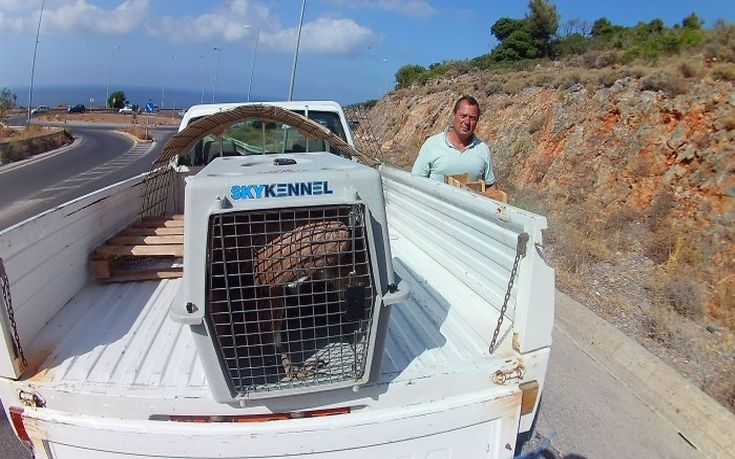 Βρήκαν νεαρό όρνιο στη θάλασσα της Ελούντας