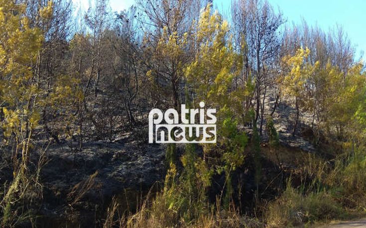 Κάηκαν 15 στρέμματα δάσους στην Αμαλιάδα