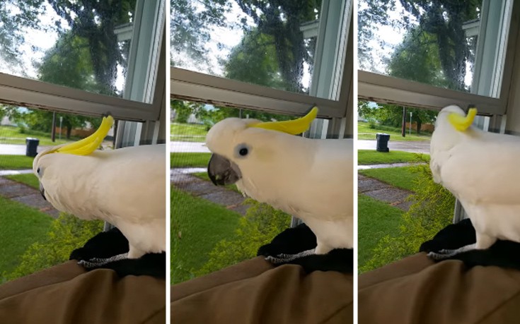 Ο παπαγάλος&#8230; σκύλος