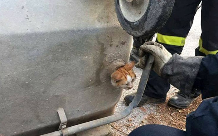 Πυροσβέστες απεγκλώβισαν γατάκι που είχε σφηνώσει σε κάδο απορριμάτων
