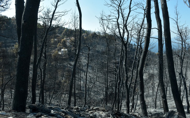 Η θλιβερή επόμενη μέρα της φωτιάς στην Αττική