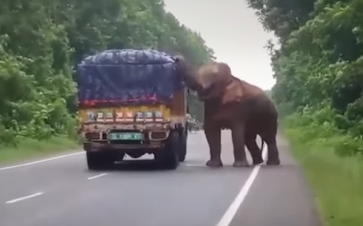 Ελέφαντας σταματάει φορτηγό για να φάει