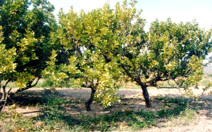 Πιάστηκε στα πράσα μαστιχοκλέφτης