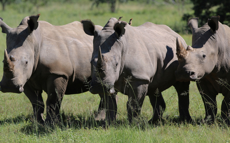 Πόσο φιλικά ζώα είναι οι ρινόκεροι;