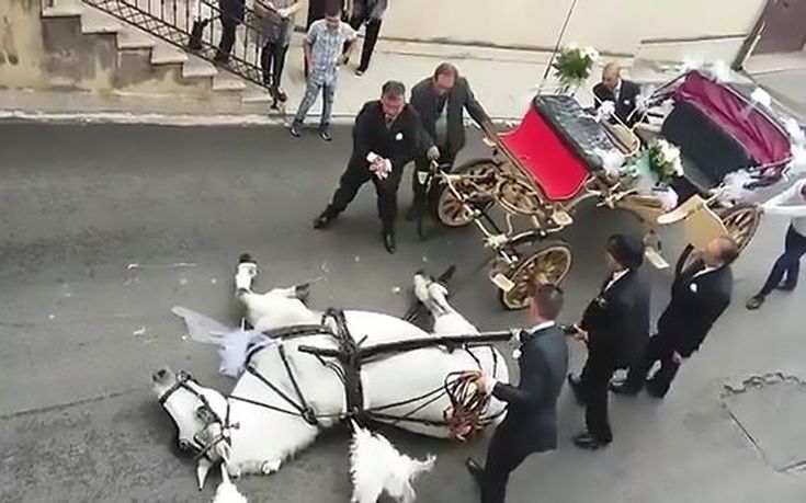 Άλογο που σέρνει γαμήλια άμαξα σωριάζεται από την εξάντληση