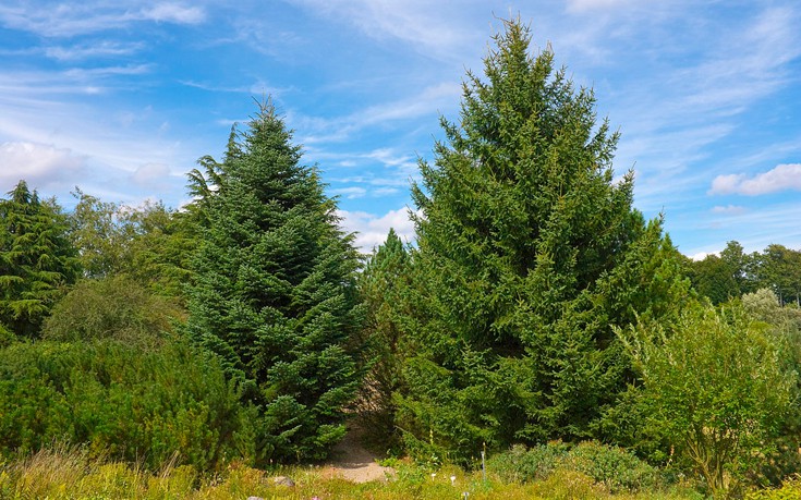 Πόσα δέντρα θα κοπούν για τα φετινά Χριστούγεννα