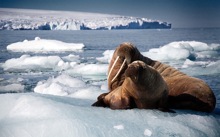 BBC Earth, το κανάλι των κορυφαίων ντοκιμαντέρ στην COSMOTE TV