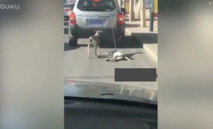 Οργή για ιδιοκτήτη που έδεσε σκυλιά σε αμάξι για να τα εκπαιδεύσει