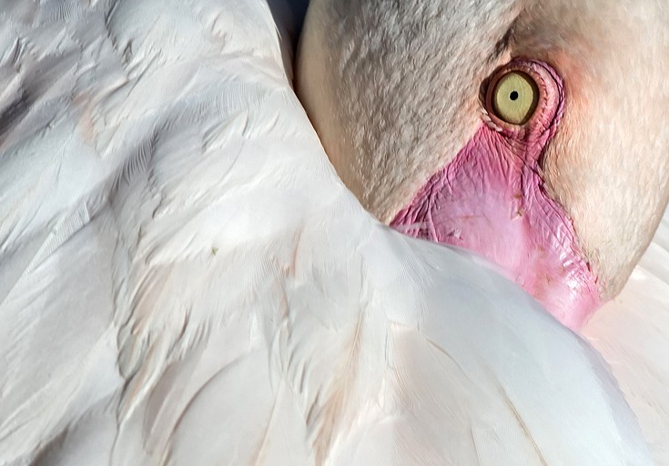 hptnwokap1 hptnwokap1