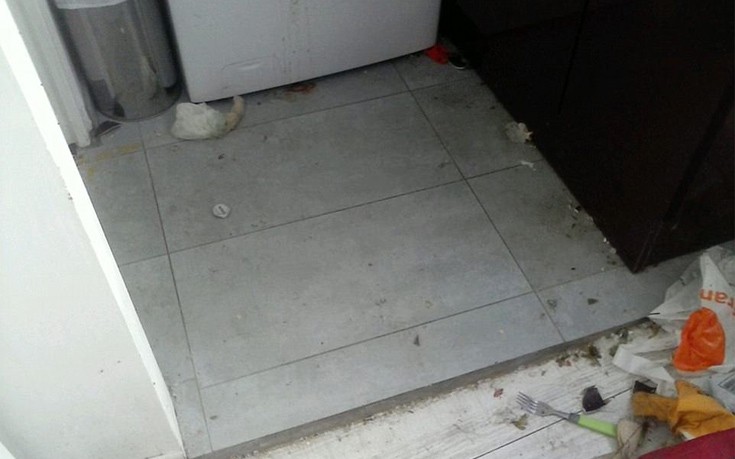 rgtropej11 rgtropej11