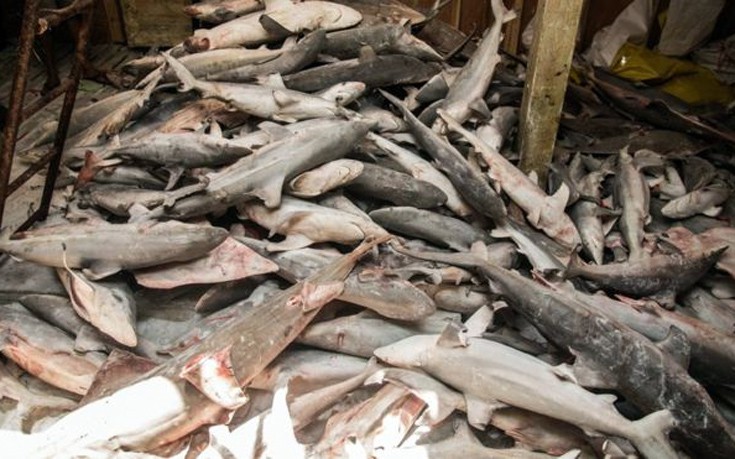 Αλιευτικά με χιλιάδες νεκρούς καρχαρίες εντοπίστηκαν στα νερά του Ανατολικού Τιμόρ