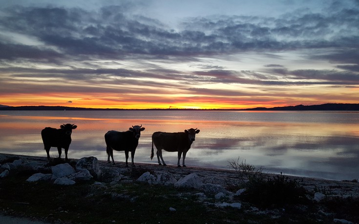 ΑΜΒΡΑΚΙΚΟΣ ΑΜΒΡΑΚΙΚΟΣ