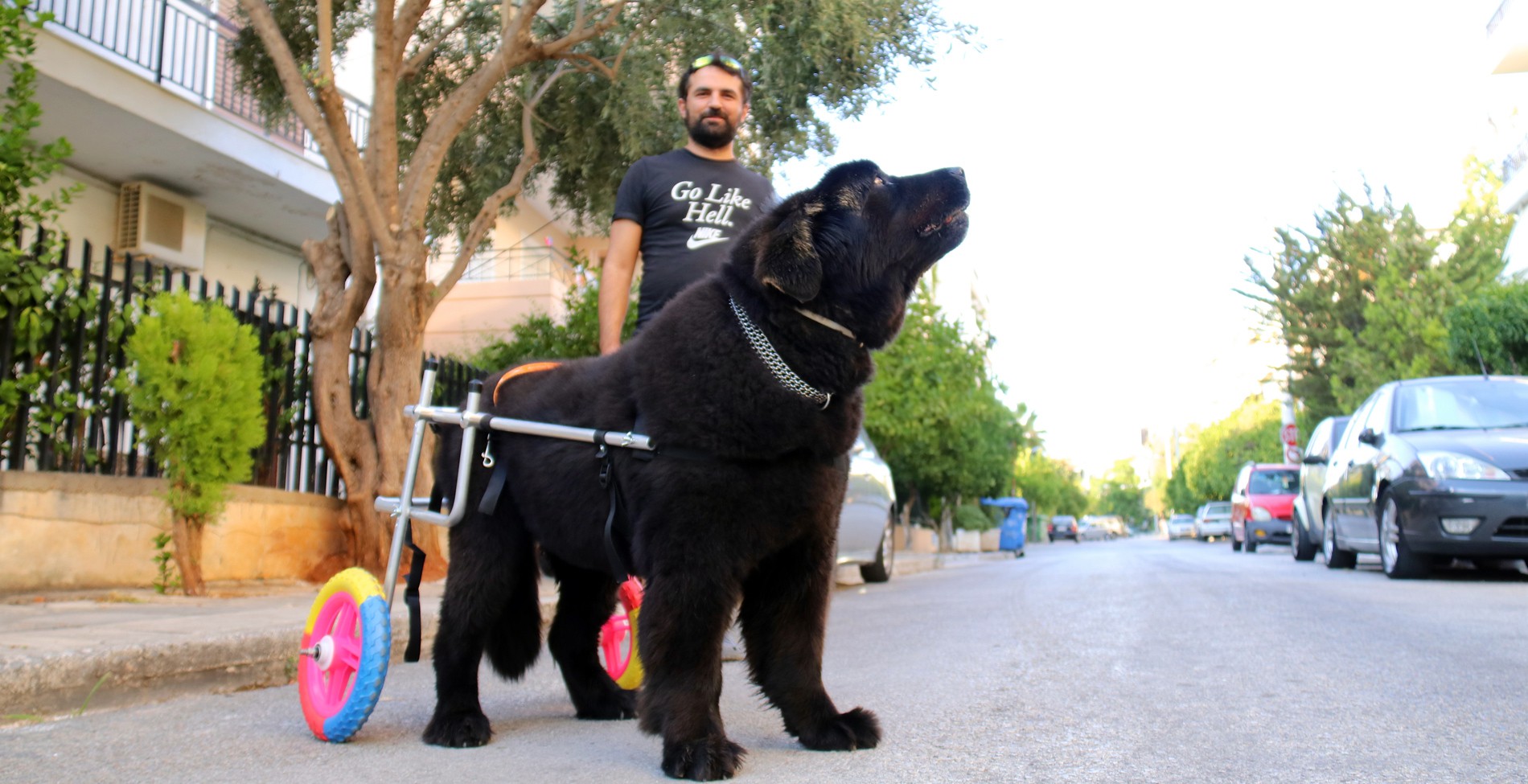Καρέ-καρέ η δουλειά του ανθρώπου που φτιάχνει αναπηρικά αμαξίδια για ζώα