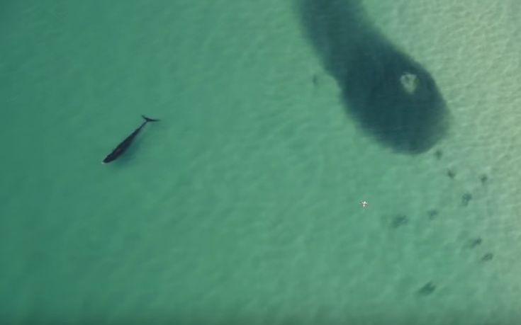 Φάλαινα και καρχαρίες γευματίζουν σε ακτή της Αυστραλίας