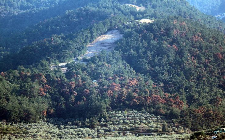 Σκαθάρι κατέστρεψε μεγάλο τμήμα των πεύκων στη βόρεια Θάσο