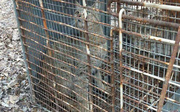 Πήραν γενετικό υλικό από την αγριόγατα που εντοπίστηκε στην Κρήτη