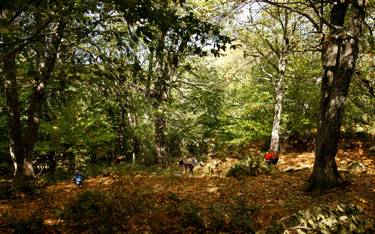 ΧΟΡΤΙΑΤΗΣ ΧΟΡΤΙΑΤΗΣ
