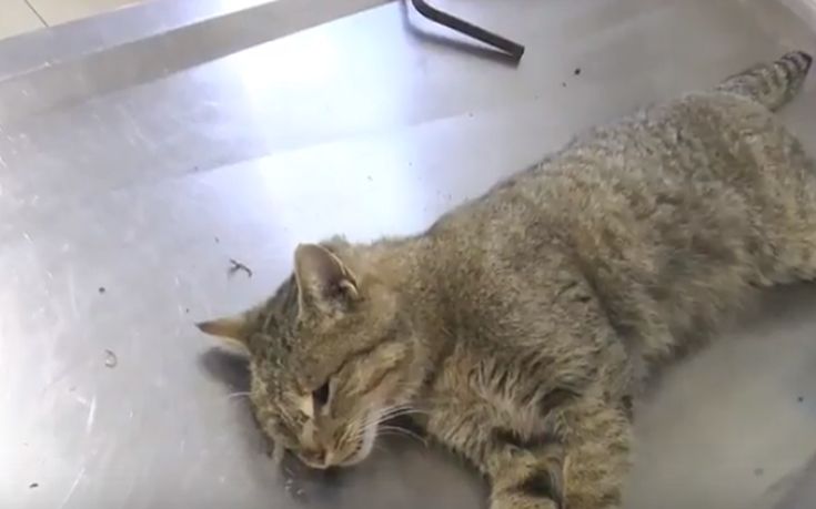 Αυτή είναι η αγριόγατα που εμφανίστηκε στην Κρήτη