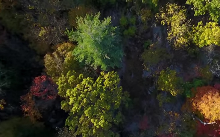 Εικόνες ενός δάσους από ψηλά