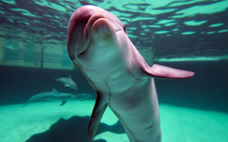 Γιατί ένα δελφίνι έφερε απαγόρευση κολύμβησης σε παραλίες της Γαλλίας