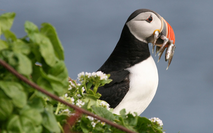 COSMOTETVBBCEarthBluePlanet3 COSMOTETVBBCEarthBluePlanet3