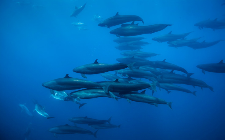 COSMOTETVBBCEarthBluePlanet6 COSMOTETVBBCEarthBluePlanet6