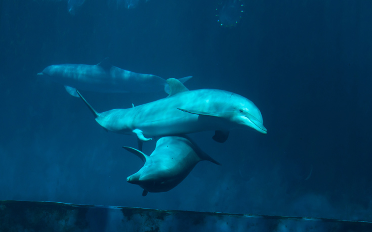Φθιώτιδα: Ο πανέμορφος «χορός» των δελφινιών
