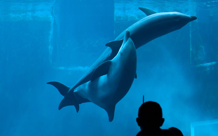 Πώς τα θηλυκά δελφίνια επιλέγουν τον πατέρα του παιδιού τους