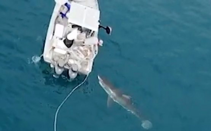 Τεράστιος λευκός καρχαρίας… τσιμπολογά βάρκα