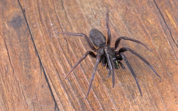 Ζει στο ίδιο σπίτι με εκατοντάδες δηλητηριώδεις αράχνες και το ευχαριστιέται