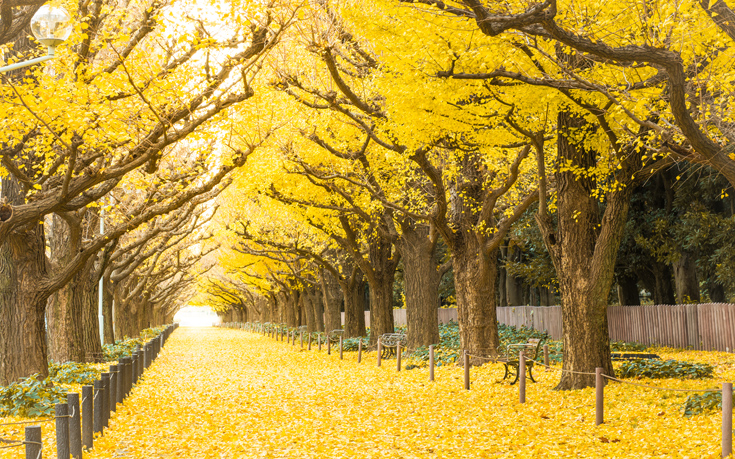 ΤΟΚΙΟ ΙΑΠΩΝΙΑ ΤΟΚΙΟ ΙΑΠΩΝΙΑ